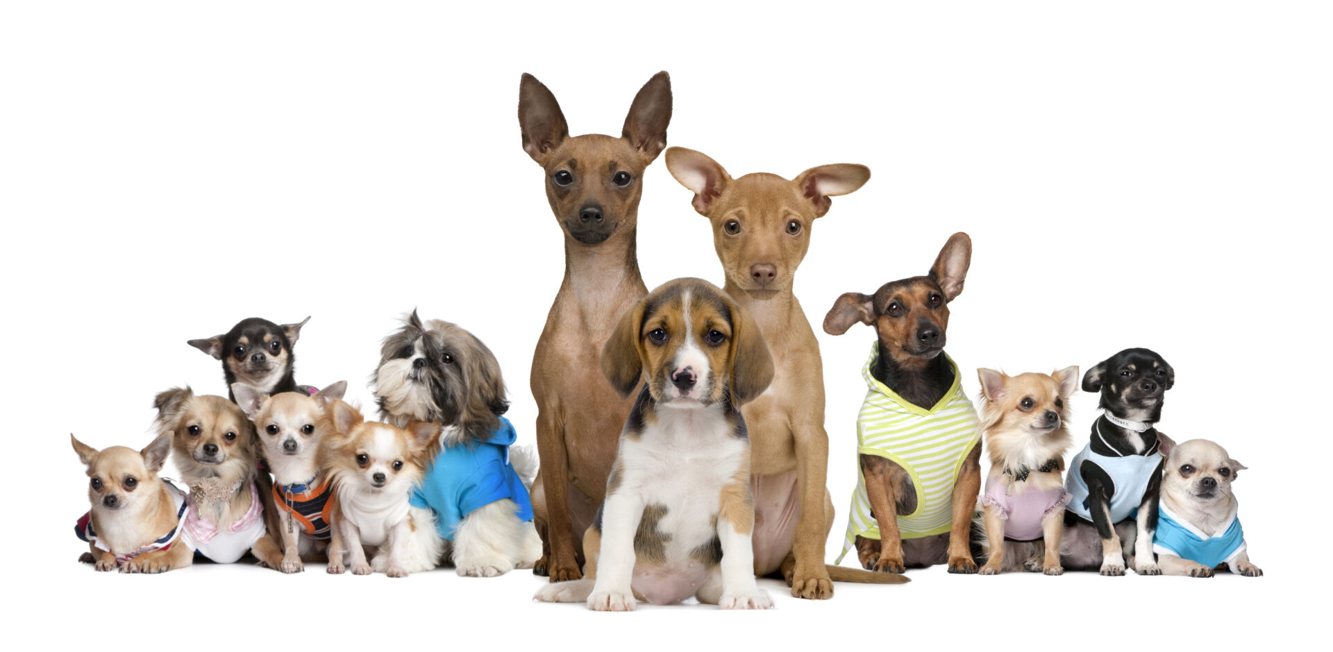 Portrait of small dogs in front of white background, studio shot.
